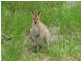 Ormeau QLD 4208