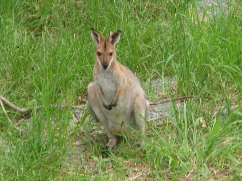 Ormeau QLD 4208