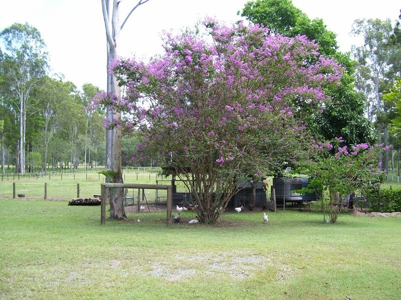 Logan Village QLD 4207