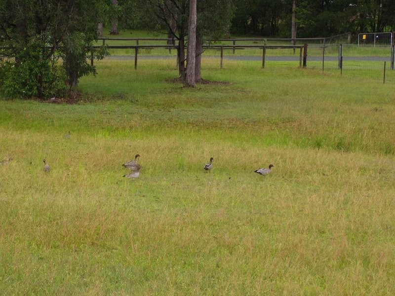 Logan Village QLD 4207