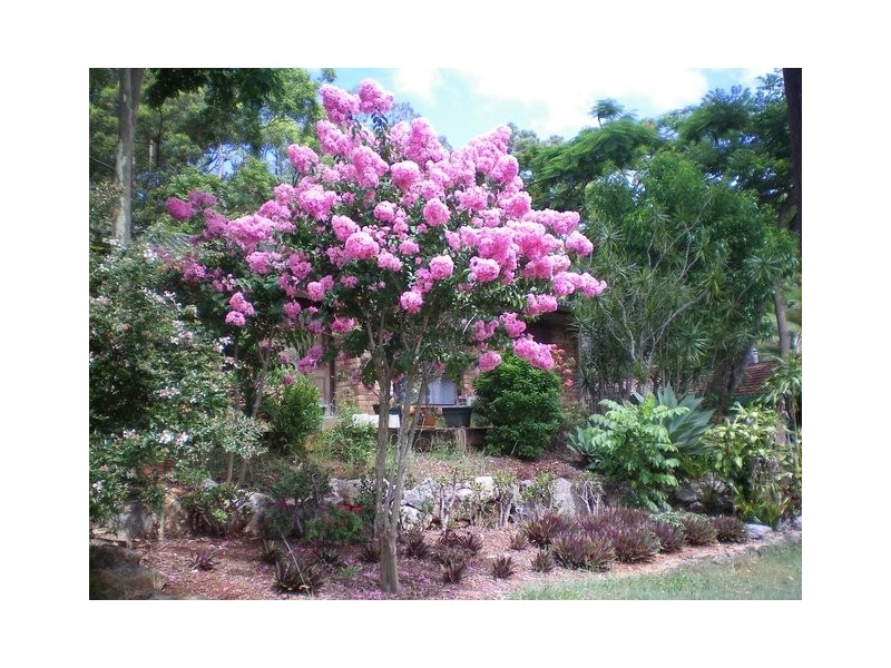 1 Innes Cres, Cornubia QLD 4130