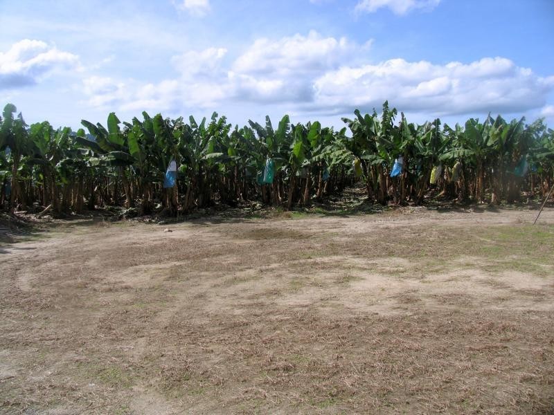 Bellenden Ker QLD 4871
