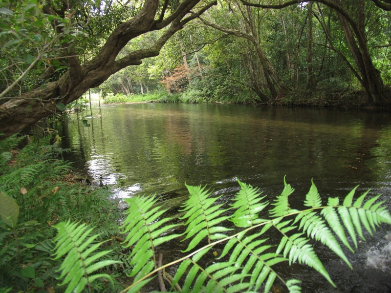 Little Mulgrave QLD 4865