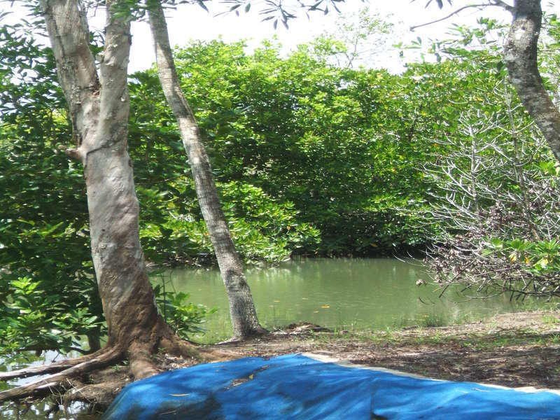 East Trinity QLD 4871