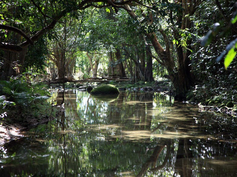 Bellenden Ker QLD 4871