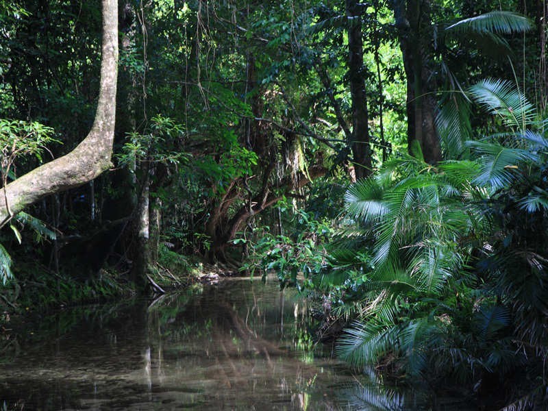 Bellenden Ker QLD 4871