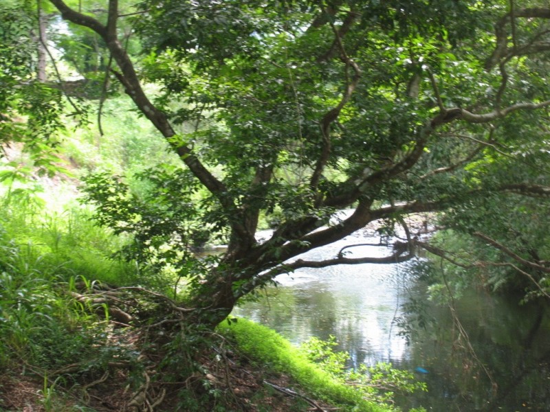 Little Mulgrave QLD 4865