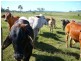 Malanda QLD 4885