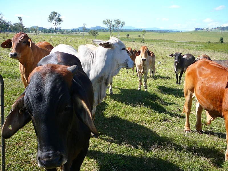 Malanda QLD 4885
