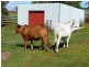 Malanda QLD 4885