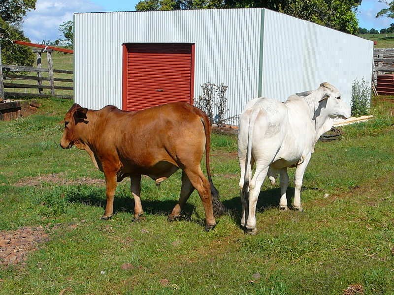 Malanda QLD 4885