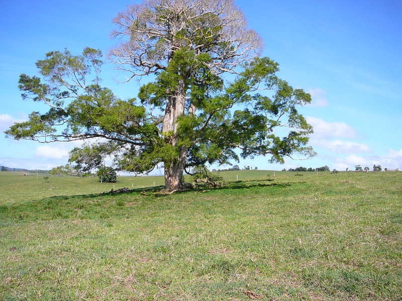 Malanda QLD 4885