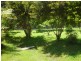 Millaa Millaa QLD 4886