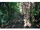Millaa Millaa QLD 4886