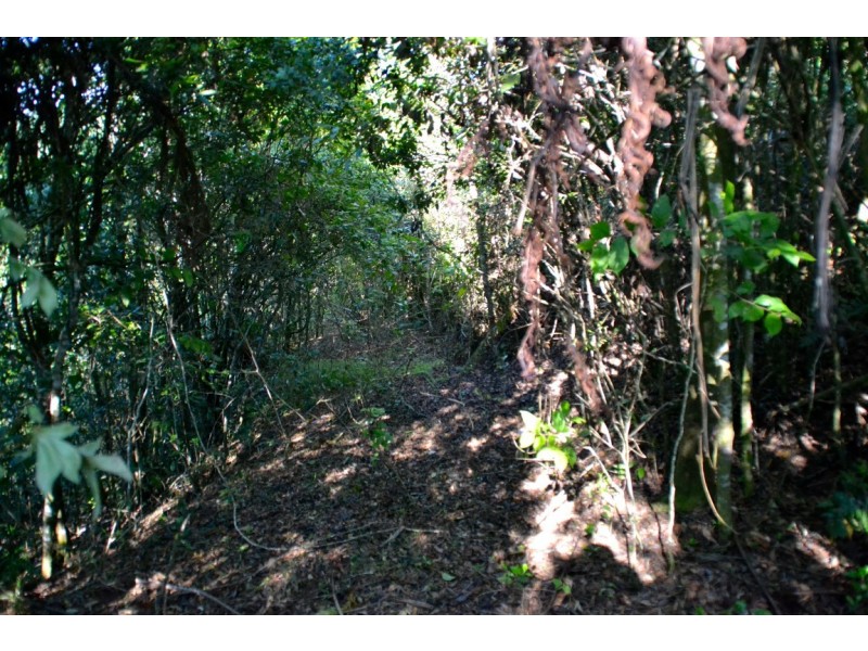 Millaa Millaa QLD 4886