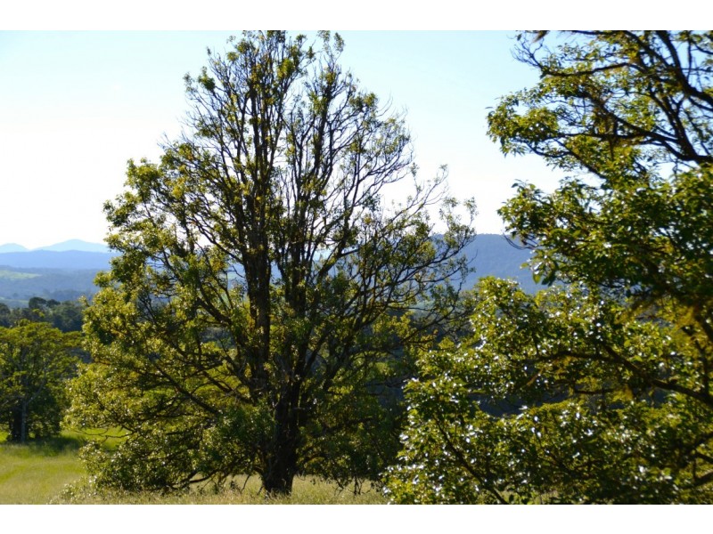 Millaa Millaa QLD 4886