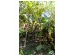 Millaa Millaa QLD 4886