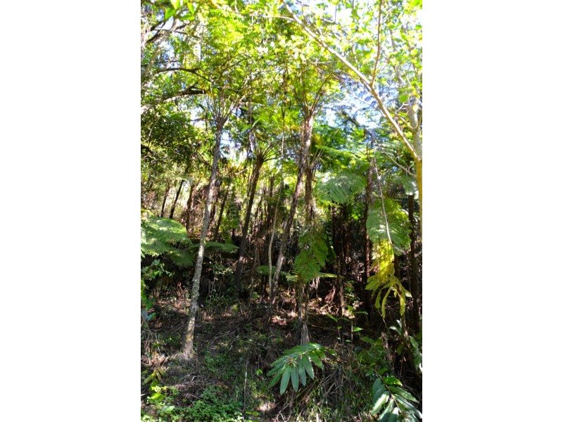 Millaa Millaa QLD 4886