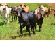 Malanda QLD 4885