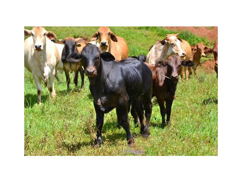 Malanda QLD 4885