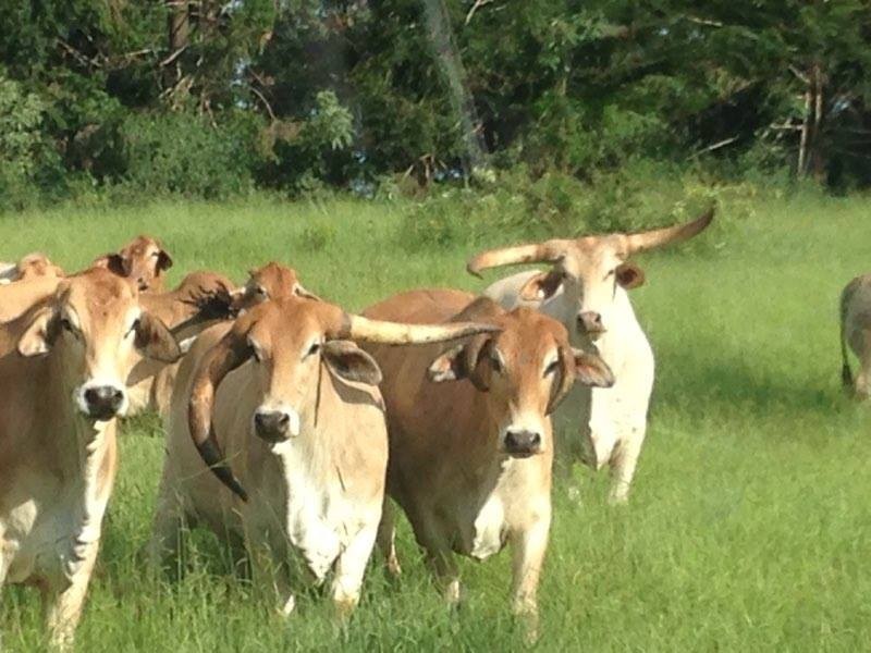 Ravenshoe QLD 4888