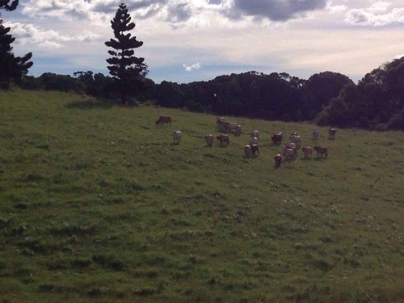 Ravenshoe QLD 4888