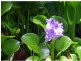 Malanda QLD 4885