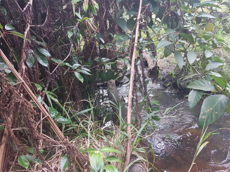 Millaa Millaa QLD 4886