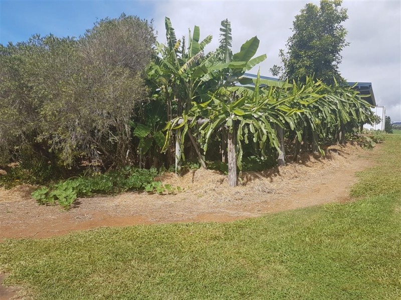 Millaa Millaa QLD 4886