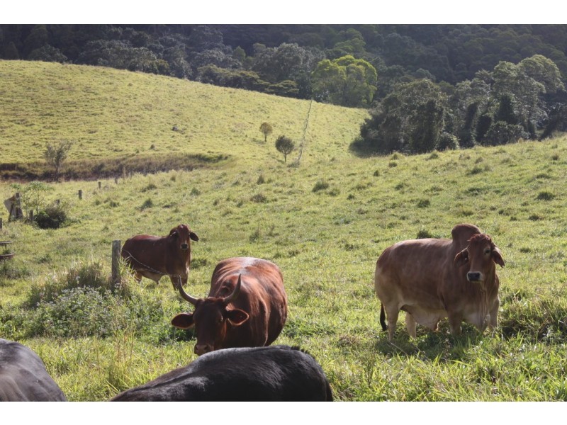 Tarzali QLD 4885