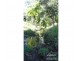 Lake Eacham QLD 4884