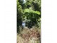 Lake Eacham QLD 4884