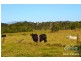 Yungaburra QLD 4884