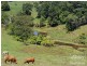 Millaa Millaa QLD 4886