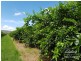 Dimbulah QLD 4872