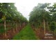 Dimbulah QLD 4872