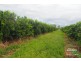 Dimbulah QLD 4872