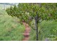 Malanda QLD 4885