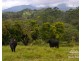 Malanda QLD 4885