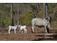 Irvinebank QLD 4887