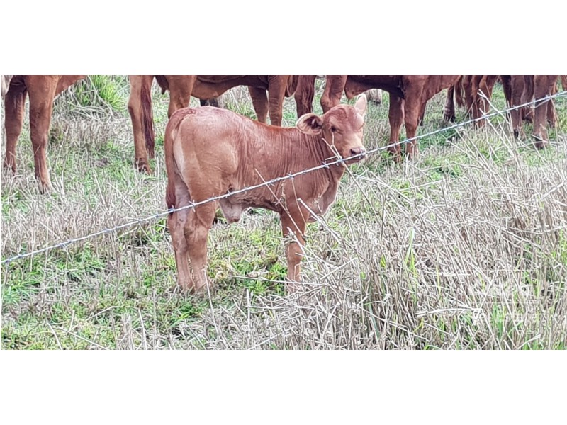 Atherton QLD 4883