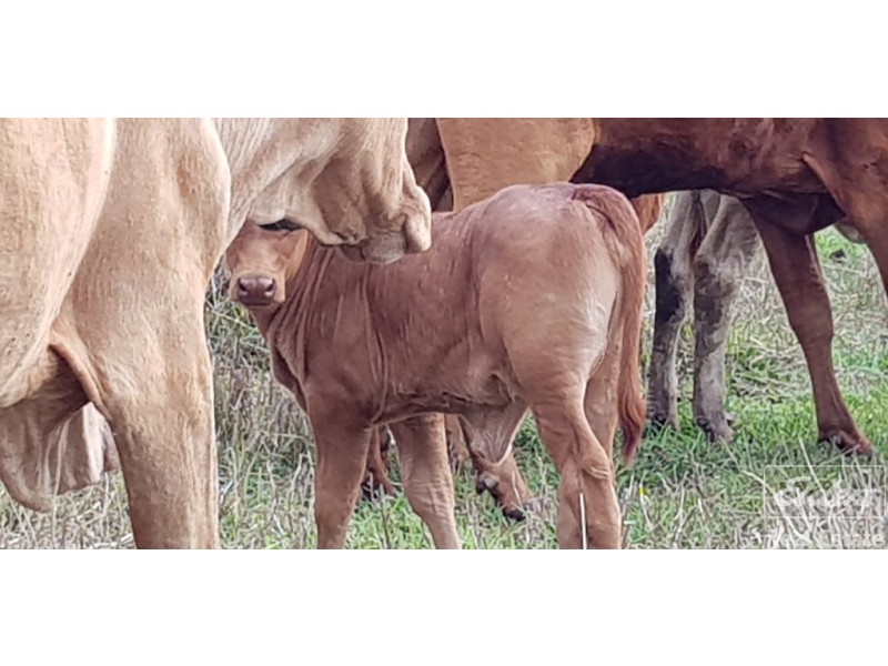 Atherton QLD 4883