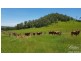 Yungaburra QLD 4884