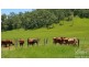 Yungaburra QLD 4884