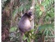 Topaz QLD 4885