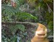 Yungaburra QLD 4884