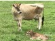 Atherton QLD 4883