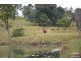 Millaa Millaa QLD 4886