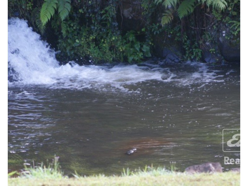 Millaa Millaa QLD 4886