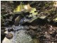Japoonvale QLD 4856
